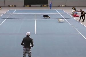 Perros se convierten en recogepelotas en juego de tenis