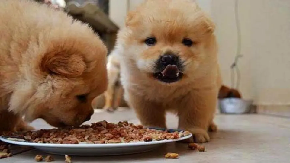 Lanzan comida para perro que se calienta en microondas