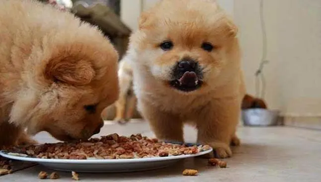 Lanzan comida para perro que se calienta en microondas