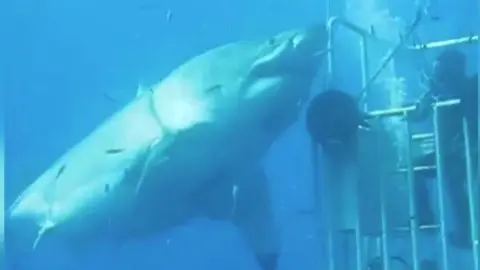 Investigadores graban tiburón blanco gigante