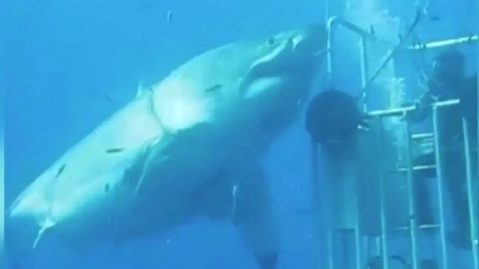 Investigadores graban tiburón blanco gigante