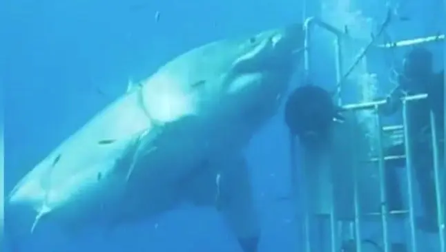 Investigadores graban tiburón blanco gigante