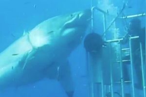 Investigadores graban tiburón blanco gigante