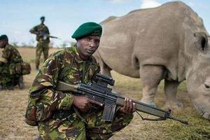 Último rinoceronte blanco macho, custodiado por militares