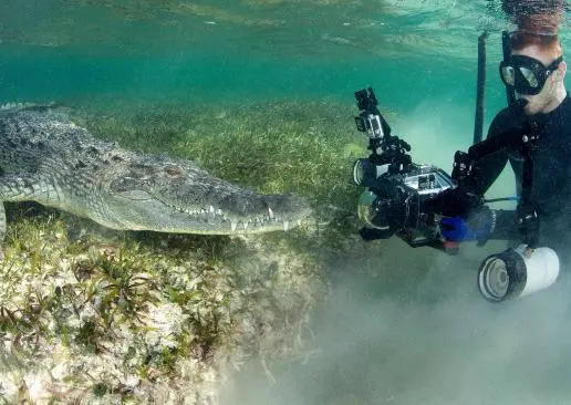 Ex soldado de EU bucea con cocodrilos en Quintana Roo