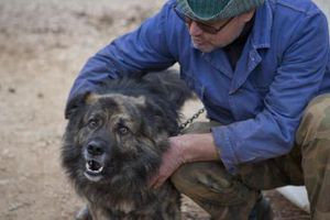 Tribunal en Croacia prohibe que un perro ladre