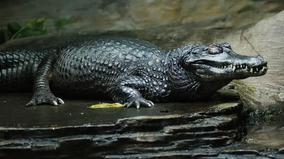 Hombre mata 5 caimanes para cenar en el Super Bowl