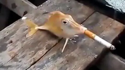Pescadores ponen a 'fumar' a un pez