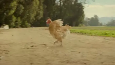 Pollo corredor aparece en nueva campaña de Reebok