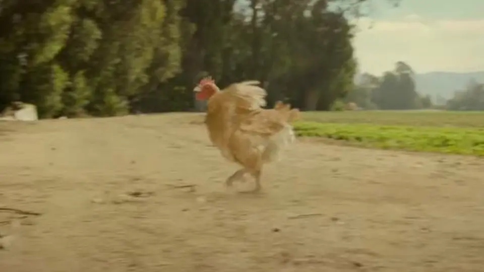 Pollo corredor aparece en nueva campaña de Reebok