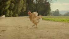 Pollo corredor aparece en nueva campaña de Reebok