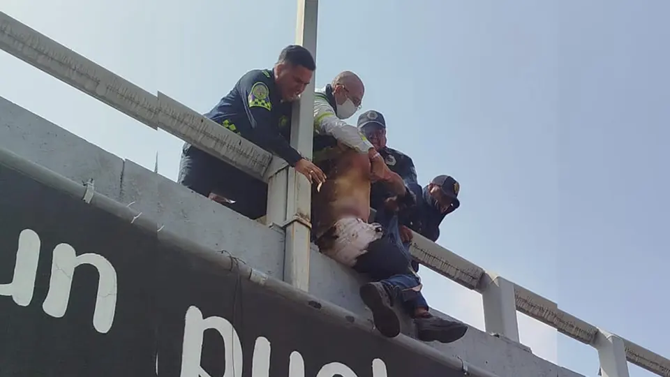 Pánico en la Glorieta de Insurgentes: hombre se prende fuego y policías evitan que salte