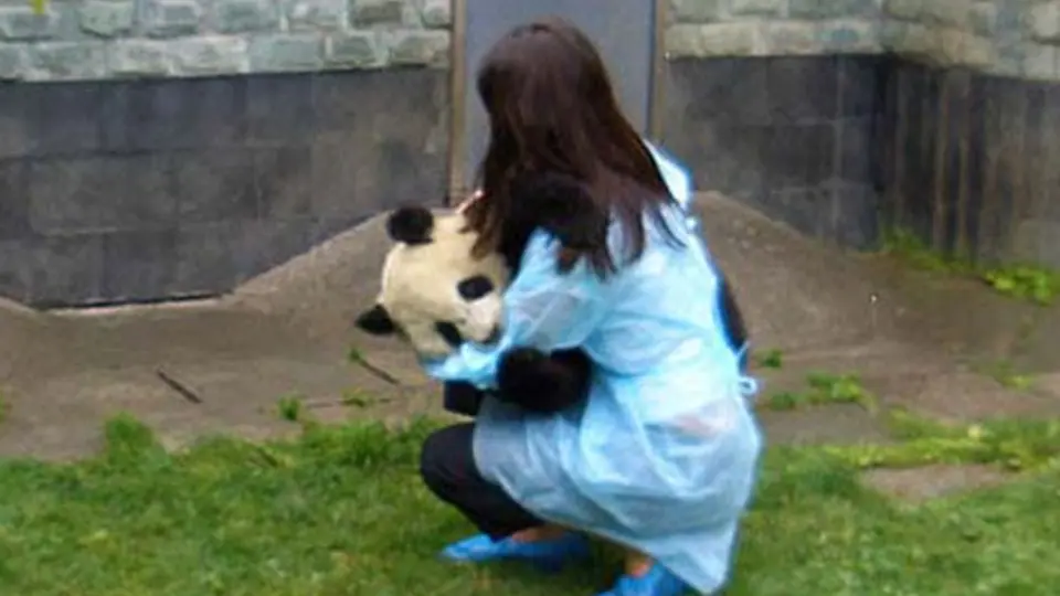 Pandas recibirán atención psicológica tras sismo