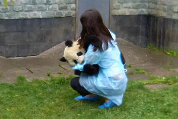 Pandas recibirán atención psicológica tras sismo