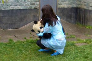 Pandas recibirán atención psicológica tras sismo