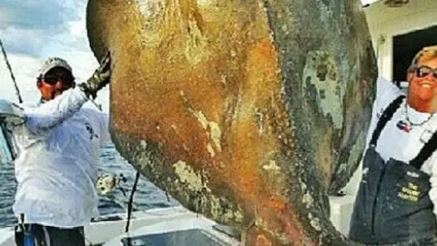 Extraña criatura marina capturada en Miami