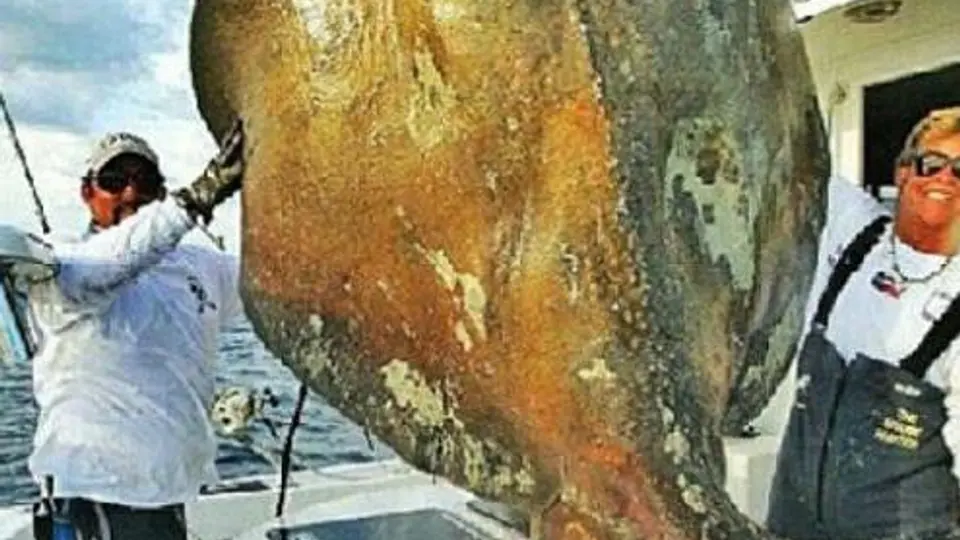 Extraña criatura marina capturada en Miami