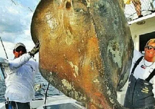 Extraña criatura marina capturada en Miami