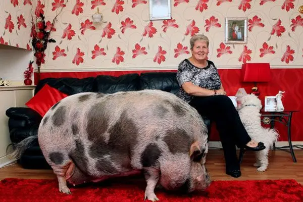 Mujer tiene cerdo de 127 kilos como mascota