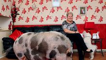 Mujer tiene cerdo de 127 kilos como mascota