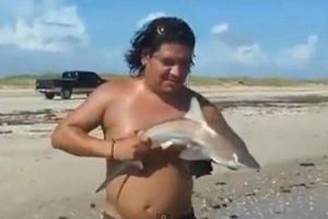 Turista sufre mordedura al intentar tomarse foto con tiburón