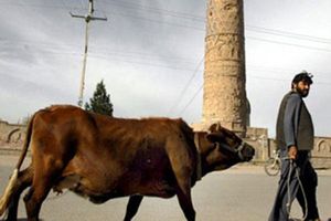 Vaca sagrada hindú predice victoria del Bayern en Champions