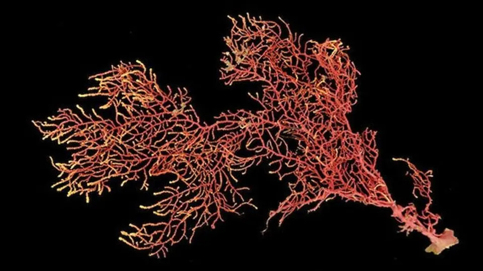 Hallan en Panamá nueva especie de coral