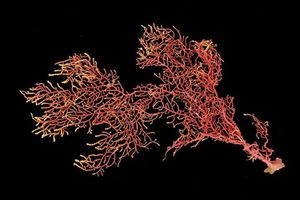 Hallan en Panamá nueva especie de coral