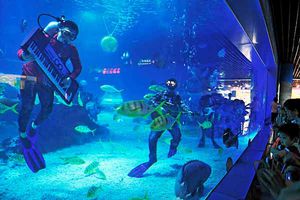 El ritmo del mundo marino