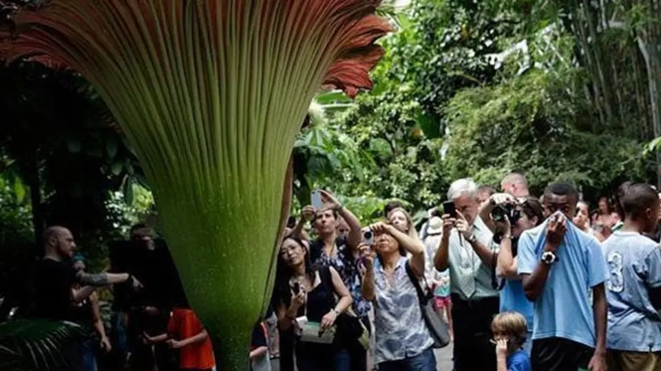 'Flor cadáver', el mayor atractivo en Jardín Botánico de Washington