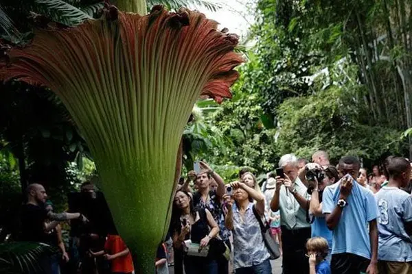 'Flor cadáver', el mayor atractivo en Jardín Botánico de Washington