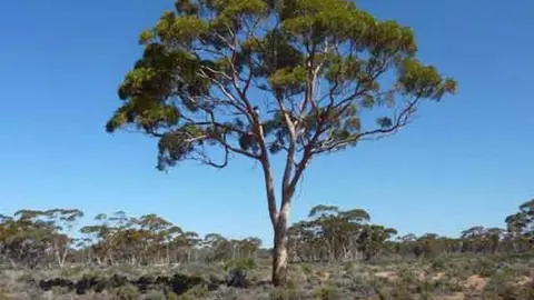 Árboles en Australia que 'dan oro'