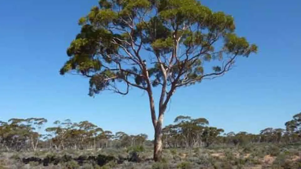 Árboles en Australia que 'dan oro'