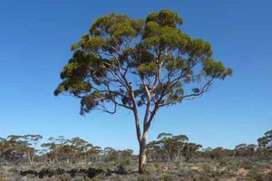 Árboles en Australia que 'dan oro'