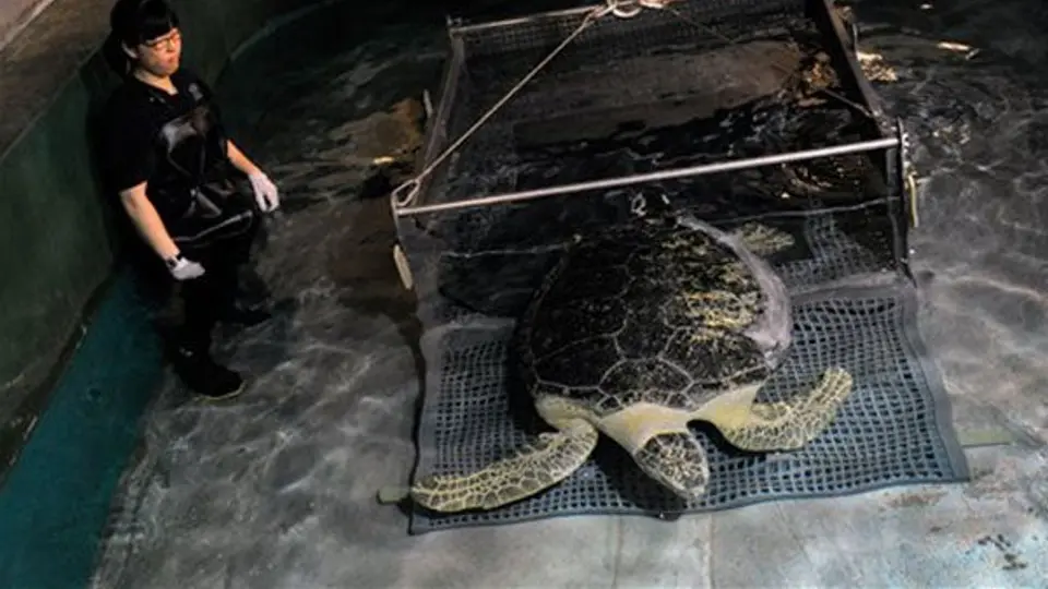 Casino de Las Vegas ofrece 'hogar' a tortuga discapacitada
