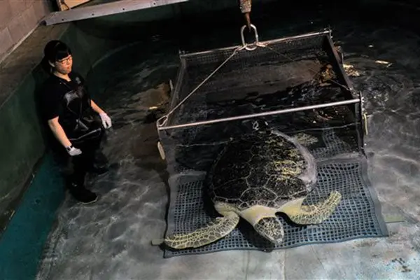 Casino de Las Vegas ofrece 'hogar' a tortuga discapacitada
