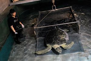 Casino de Las Vegas ofrece 'hogar' a tortuga discapacitada