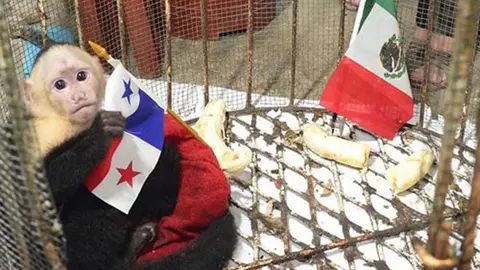 Mono caribeño 'predice' triunfo de Panamá contra México