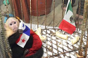 Mono caribeño 'predice' triunfo de Panamá contra México