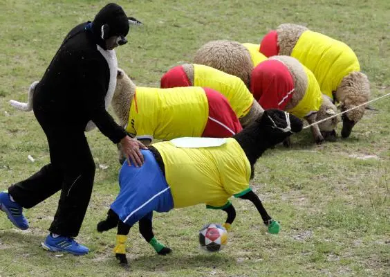 Colombia vence a Brasil en un juego de ovejas