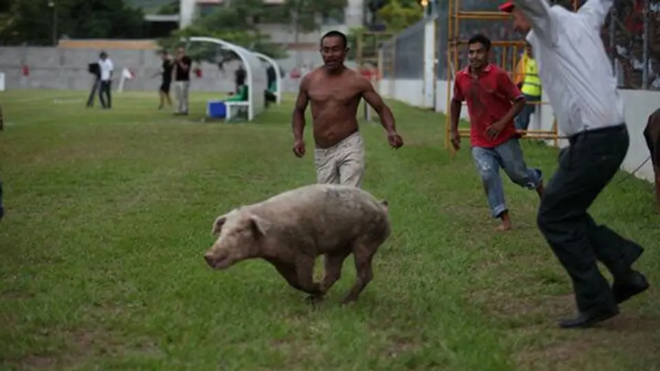 'Atrapan' a un cerdo en estadio de Honduras
