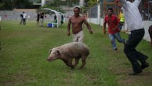 'Atrapan' a un cerdo en estadio de Honduras