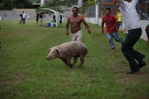 'Atrapan' a un cerdo en estadio de Honduras