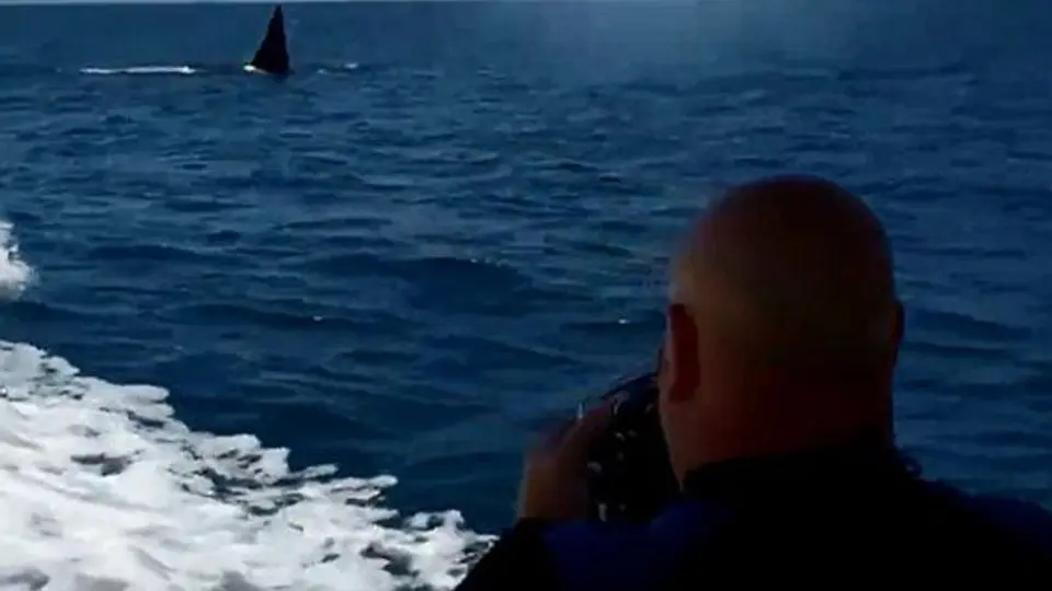 Increíble persecución de orcas a una embarcación