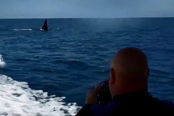 Increíble persecución de orcas a una embarcación
