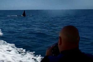 Increíble persecución de orcas a una embarcación