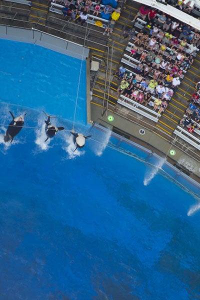 Cuatro orcas saltan en el aire a SeaWorld en Orlando | ESPECIAL