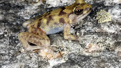 Descubren tres nuevas especies en Australia