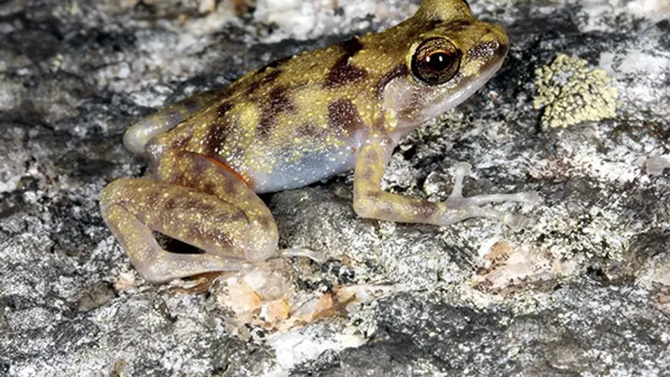 Descubren tres nuevas especies en Australia