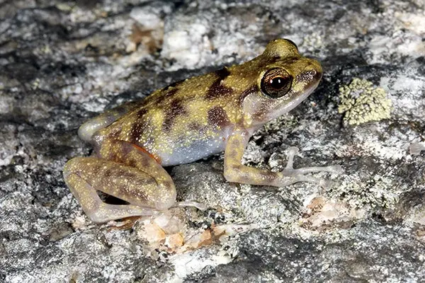 Descubren tres nuevas especies en Australia